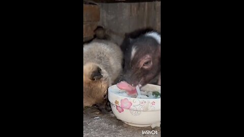 dog and pig eating