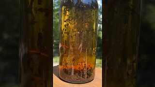 How to Make the Most Satisfying Sun Tea Ever #shorts