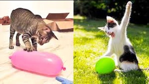 Cat Reaction to Playing Balloon - Funny Cat Balloon Reaction Compilation 2021