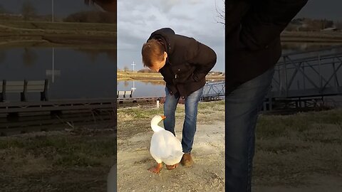 Goose Tries To Eat Me Alive! Ouch!!!