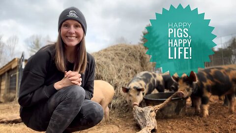 #59 Our pigs are free: Building a PIG PADDOCK.