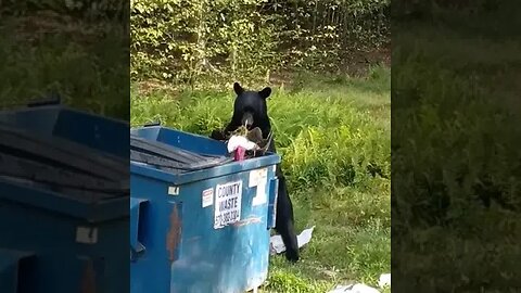 Black Bear in my Dumpster