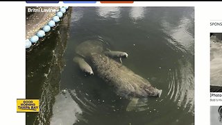 Rare Florida manatee twins spotted in St. Petersburg