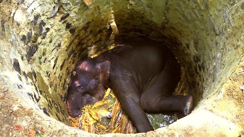 Heartbreaking! Poor Elephant trapped in a deep concrete well given a chance to live again
