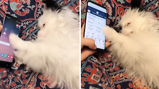 Cute Puppy Aggressively Scrolls Through Owner's Smartphone