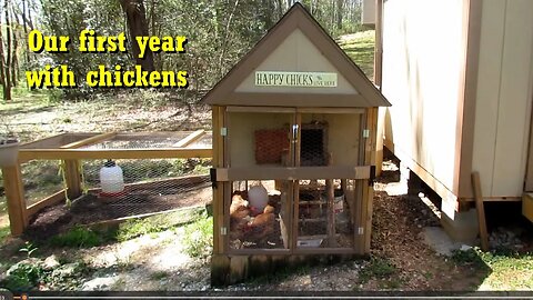Our first year with chickens.