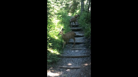 Deer on Mt. Rainier hiking trail