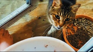 "SPECIAL SUNDAY TREAT"⭐️ing BUTCH cute tabby cat eating feeding neighbor kitty cafe guest visit 2024