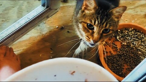 "SPECIAL SUNDAY TREAT"⭐️ing BUTCH cute tabby cat eating feeding neighbor kitty cafe guest visit 2024