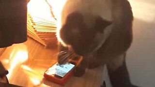 Ce chat éteint lui-même l'alarme!