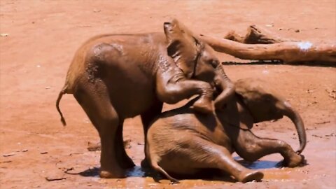Cute baby elephants playing in muddy water