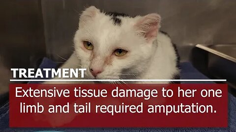 "Isabelle" - severely frostbitten kitty lost her ears, leg, tail. | SPCA Shelter Medical
