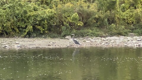 Great Blue Heron on the Humber River