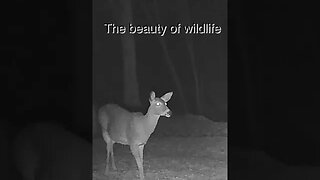 The Beauty of Wildlife part 3#shorts