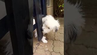 Caught Mr Fluffy Messing with the Gate #shorts #animals #dog #video
