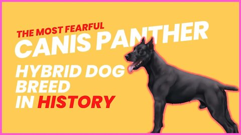 The most FEARFUL HYBRID in history -Canis Panther (Dog)