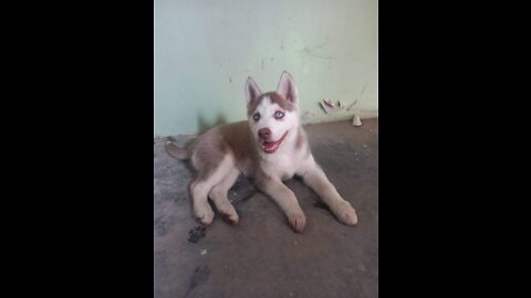 Meet the cutest husky dog