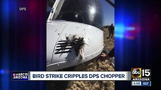 DPS pilot had dangerous encounter after flying into flock of birds