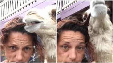 This camel loves to chew on his owner's hair