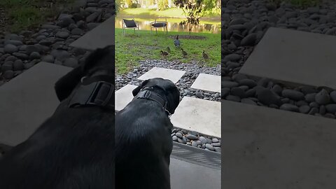 Rottweiler Samson 1 year after adoption…