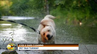 PET TALK TUESDAY - EYE AND EAR CLEANING