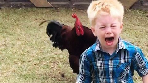 funny chicken and angry