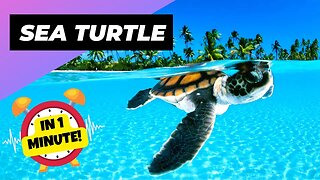 Sea Turtle - In 1 Minute! 🐢 One Of The Most Beautiful Sea Creatures | 1 Minute Animals