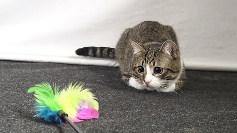 Funny Cat Stalks and then Attacks the Feather Wand