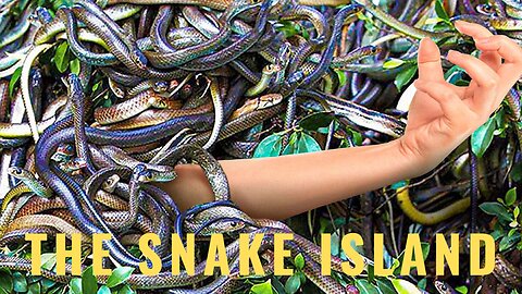 The Island To Avoid On Earth - The Snake Island