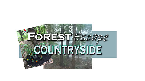 Forest Escape Explore Countryside Living