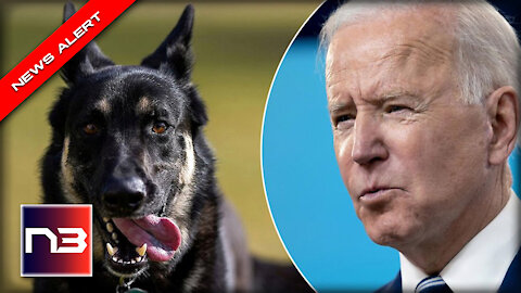 Biden’s Dog Has ANOTHER Biting Incident But This Time the Victim was HOSPITALIZED
