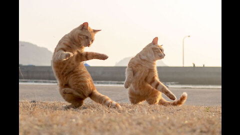 Cat funny dancing! smart funny cat