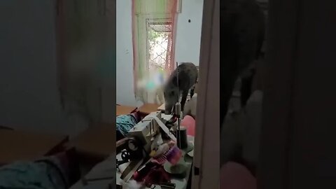 Wild Boar broke window in a ground floor apartment