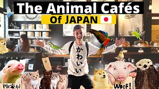 Exploring the Adorable World of Animal Cafes in Japan 🇯🇵