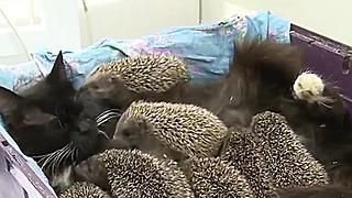 Cat Nurses Baby Hedgehogs