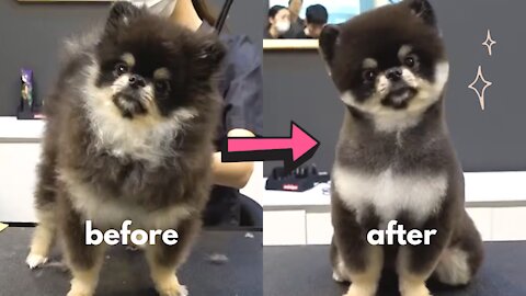 Watch These Adorable Pomeranian Transformations (before & after)