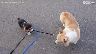 Cachorro não sabe lidar com o seu novo irmão!