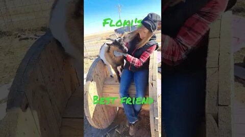 Karla and Floki enjoying the morning #goats #farmlife #fun #shorts