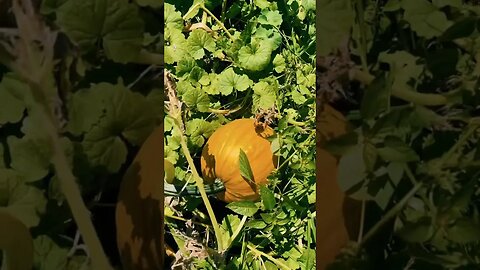 Pumpkins !! #pumpkin #pumpkinpatch #gardening #fall #fallgarden #homestead #cooking #asmr #foryou