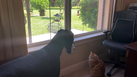 Chatty Great Dane Interrupts Cat's Bird & Squirrel Watching