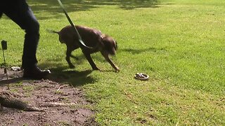 Idaho Chukar Foundation teaches dogs and owners how to avoid snakes