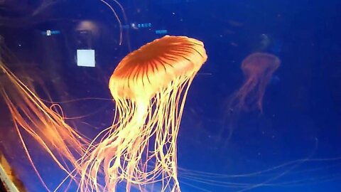 Osaka Kaiyukan Aquarium Japan Quallen - Jellyfish