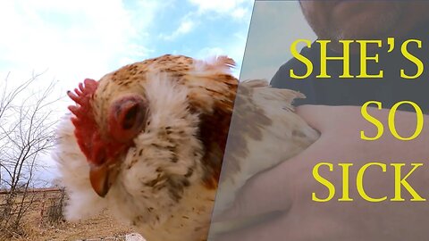 Trying to Save a Sick Chicken with @ParagonRidgeRanch #farm #chicken