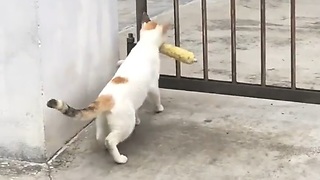 Hilarious..!! Cat Can't Trough The Gate With Mouth Carrying a Food