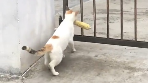 Hilarious..!! Cat Can't Trough The Gate With Mouth Carrying a Food