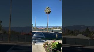 A Palm Tree 🌴 and the View of the San Bernardino Mountains 🏔