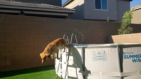 Dog Wants to Swim Mission Impossible!