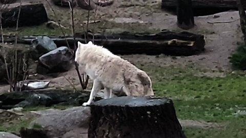 White Wolf 🐺 is screaming at the Zoo Berlin 🐺