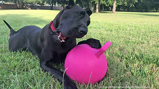 Happy Great Dane Loves to Play With Jolly Ball Horse Toy