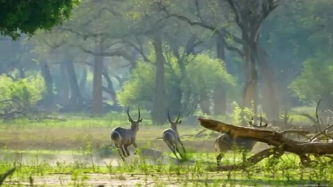 Intense Waterbuck Rivalry: Battle for the Affection of a Female